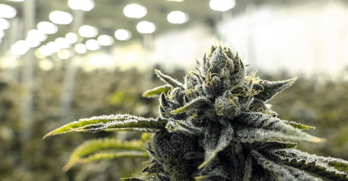5 Easy Ways to Raise Grow-Room Humidity
