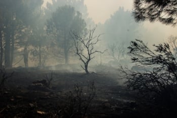Clear the Air of Forest Fire Smoke
