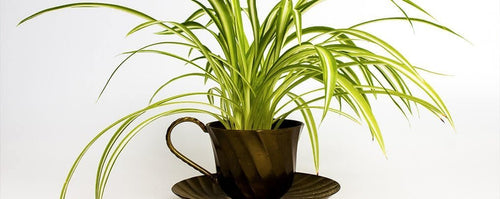 Effective & Natural Tips For Safe & Clean Indoor Air