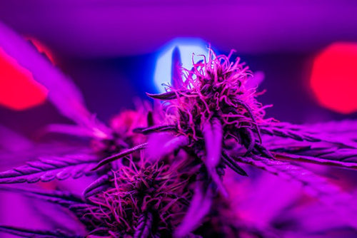 Grow Room Lighting Basics