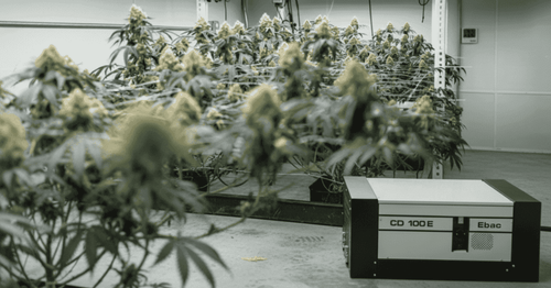 How a Grow Tent Ventilation System Doubled Yields