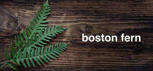 Indoor Plant Purifiers