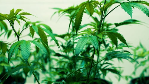 The Importance of Humidifiers in a Grow Room Setup