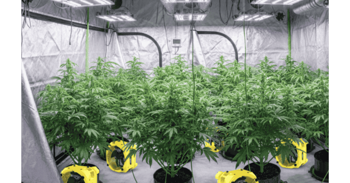Why Grow Room Climate Control Matters – Pure n Natural Systems