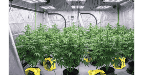 Why Grow Room Climate Control Matters