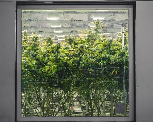 Why Grow Room Ventilation Isn’t Enough